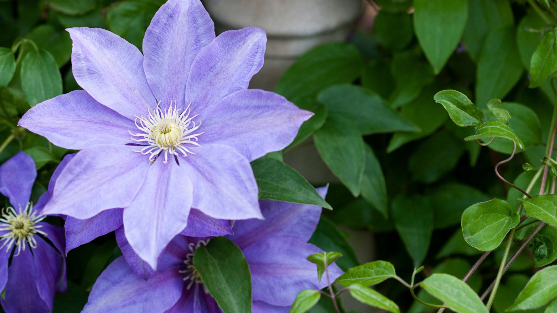 Blooms That Thrive: Mastering the Art of Growing Clematis in Your Garden