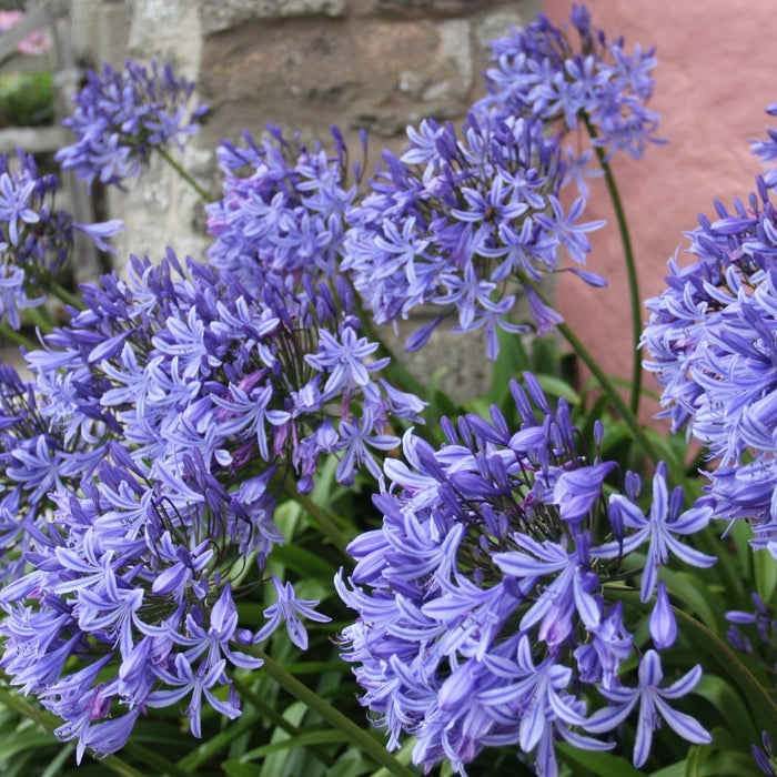 How to grow Agapanthus from a bare root