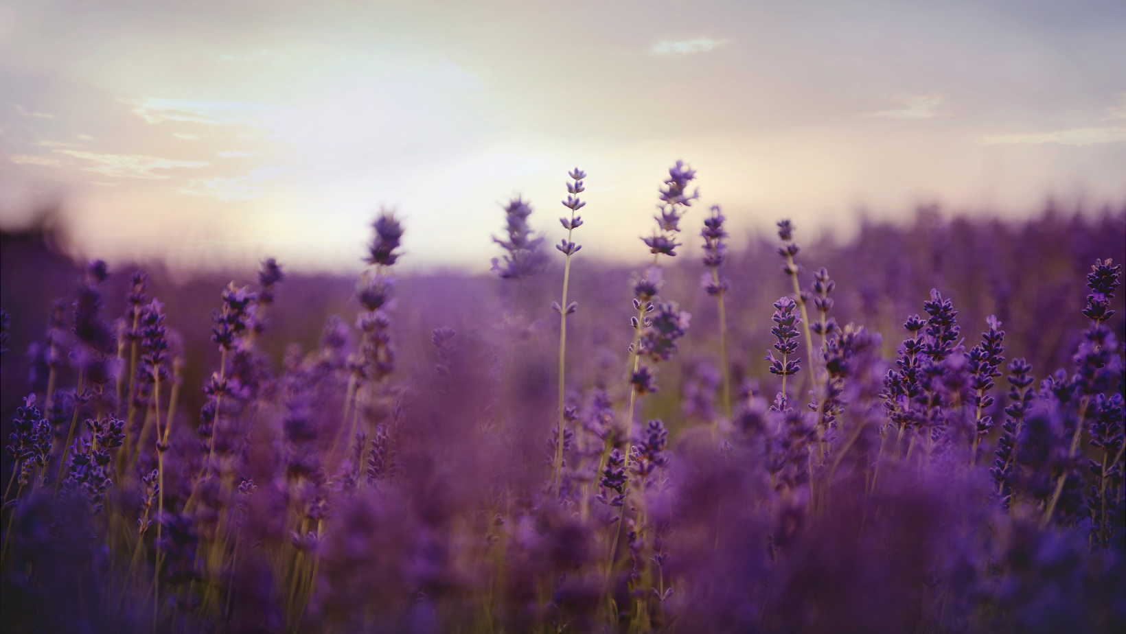 The Wonders Of Lavender