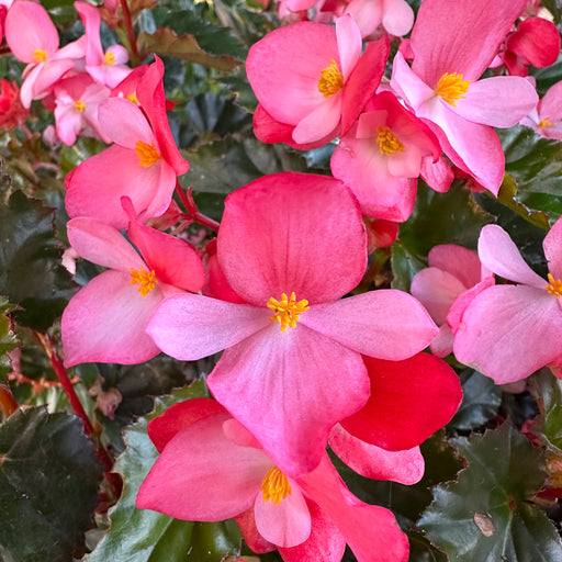 Begonia richmondensis 5 x 9cm - Dispatches from 27th May - Plants2Gardens