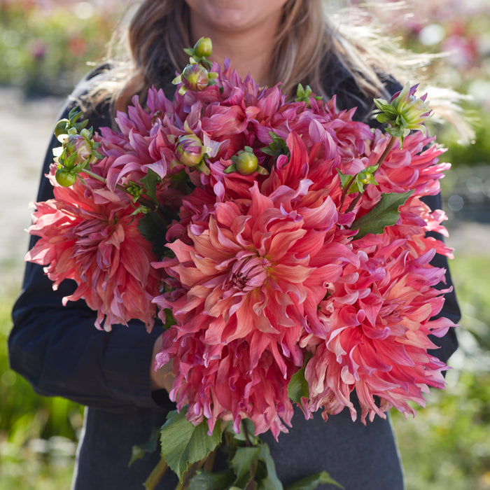 Giant Flowered Dahlias (5 x Bare Roots)