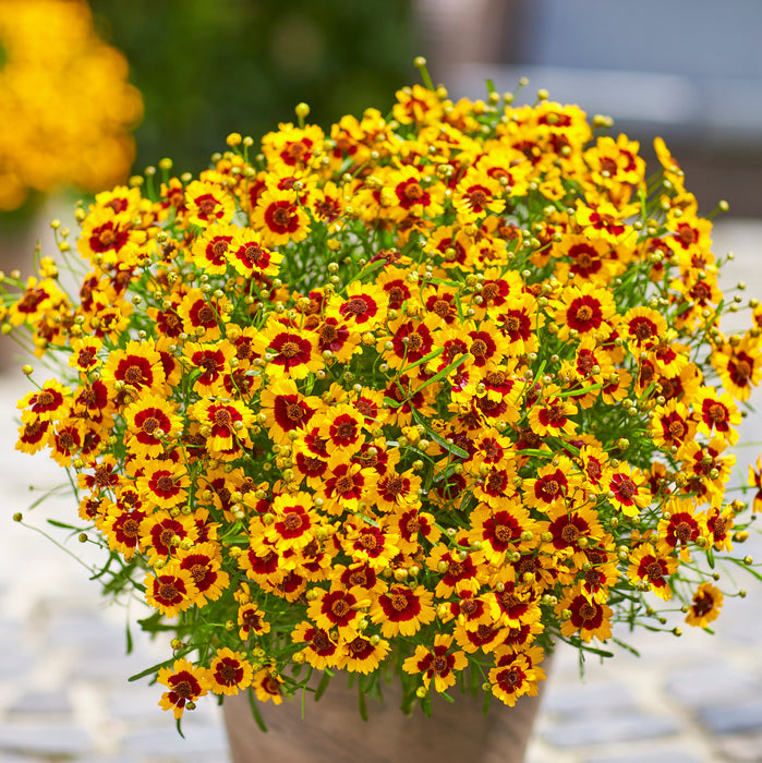 Coreopsis Collection (3 x 9cm)