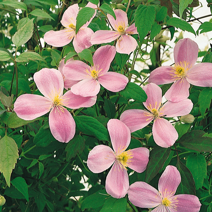 Clematis Montana Collection (2 x 3 Litre)