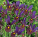 Iris Hollandica Collection 60 Bulbs - Plants2Gardens