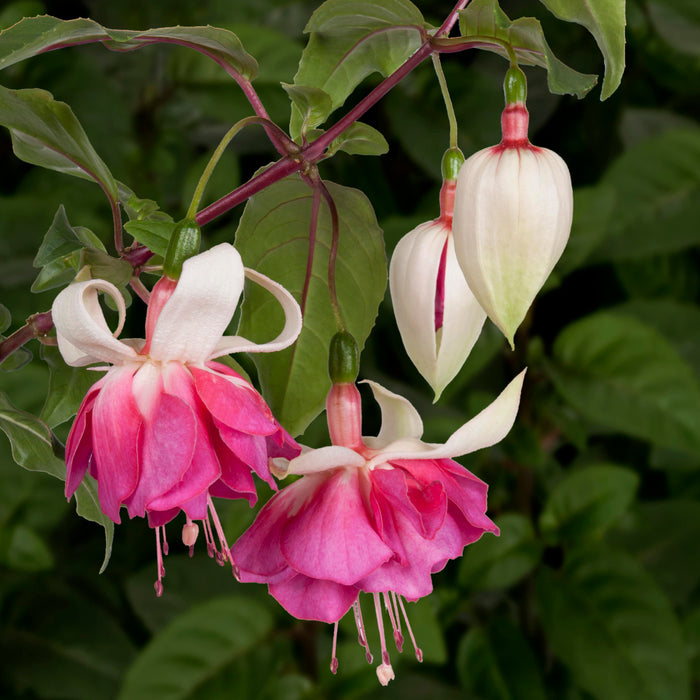 Giant Flowerd Fuchsia Collection (6 x 6cm) Dispatches 13 May 2024