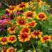 Perennial Front of Border 6 Plant Pack - Dispatches from 27th March - Plants2Gardens