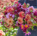 Dahlia Connoisseurs Collection 5 x Bare Roots - Dispatches from 25th March - Plants2Gardens