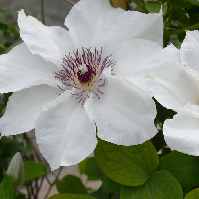 Clematis Boulevard Collection (2 x 3 Litre)