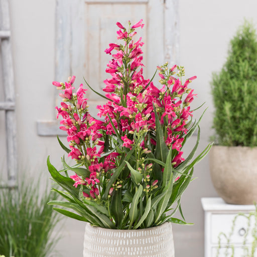Penstemon Rock Candy Collection 6 x 6cm Plants - Dispatches from 11th March - Plants2Gardens