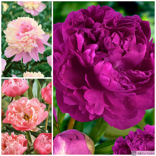 Luxurious Peony Collection & Plant Supports Bundle - Plants2Gardens