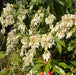 Pieris Mountain Fire with Planter and Feed - Plants2Gardens