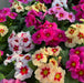Primrose Raesberry Rose Mix - Plants2Gardens