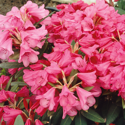 Rhododendron Winsome 10 Ltr - Plants2Gardens