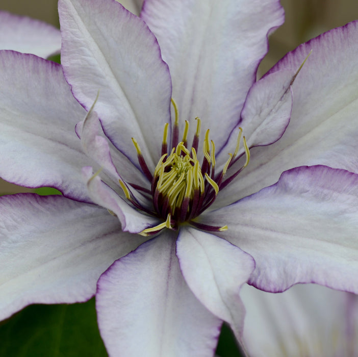 Classic Patio Clematis Collection (2 x 3 Litre)