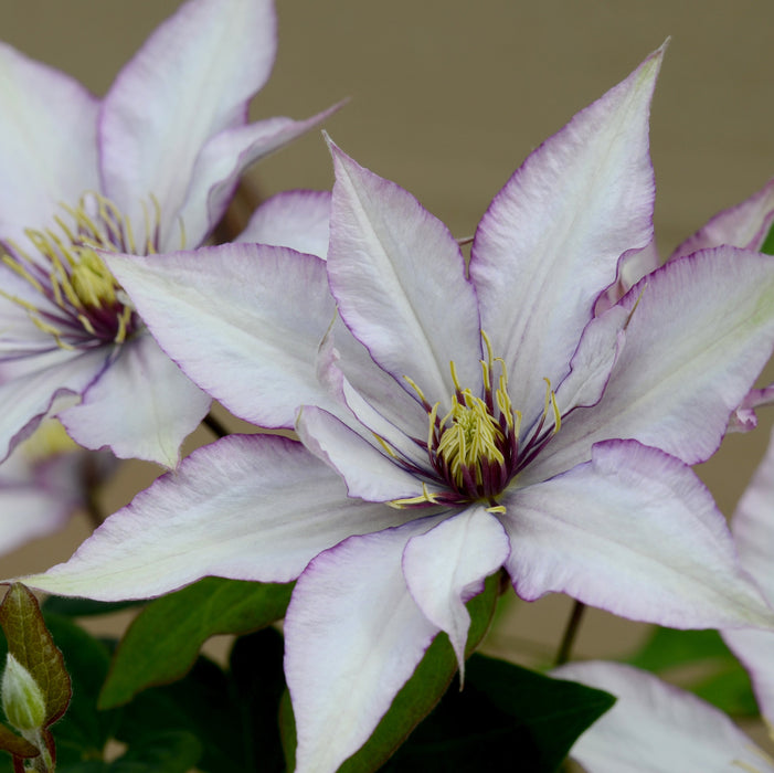 Classic Patio Clematis Collection (2 x 3 Litre)