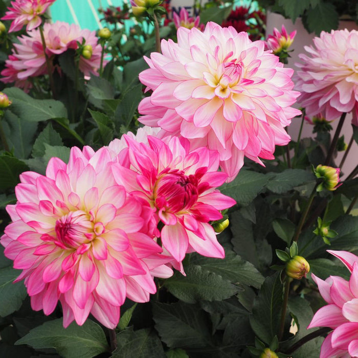 Dahlia Sincerity Collection  (6 x 6cm) Dispatches 27 May 2024
