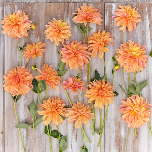 Dahlia Tyrell 3 x Bare Roots - Dispatches from 25th March - Plants2Gardens