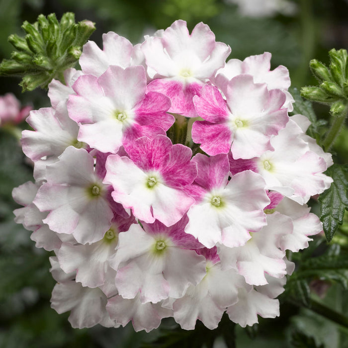 Verbena Lanai Twister Collection 6 x 6cm - Dispatches from 29th April - Plants2Gardens