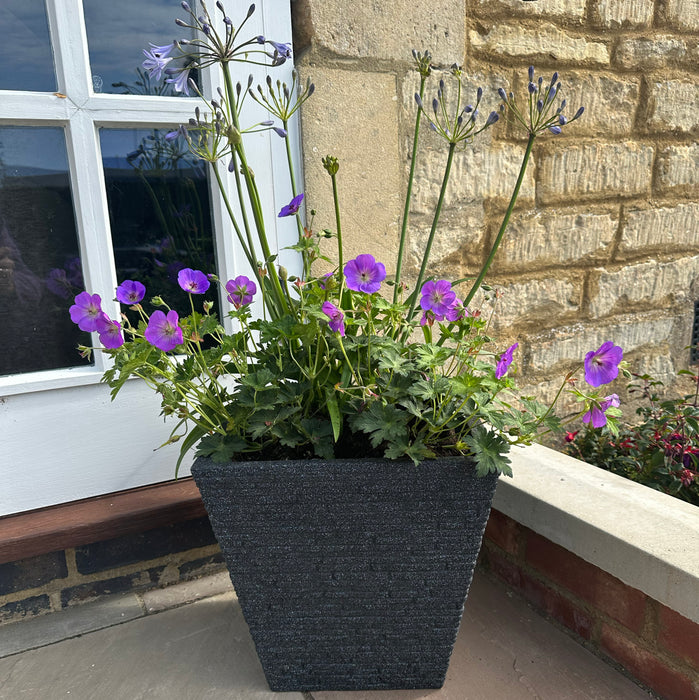 Agapanthus Blue XXL Bare Root with FREE Charcoal Grey Slate Planter