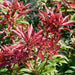 Pieris Mountain Fire with Planter and Feed - Plants2Gardens