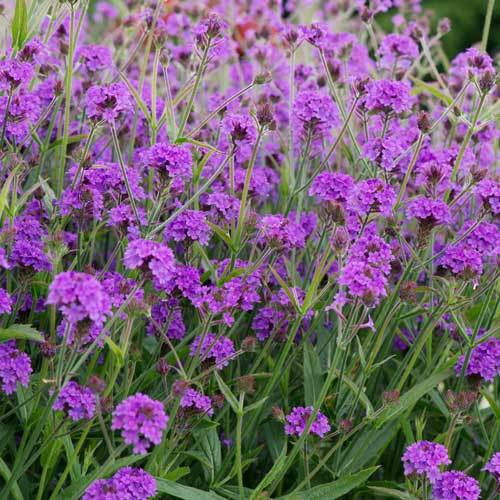 Bedding Plants for Beds & Borders