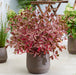 Cornus Alba Miracle Red Stemmed Dogwood (3 Litre Pot Grown Shrub) - Plants2Gardens