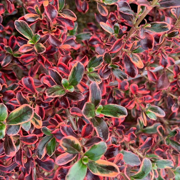 Coprosma Rainbow Surprise - Plants2Gardens