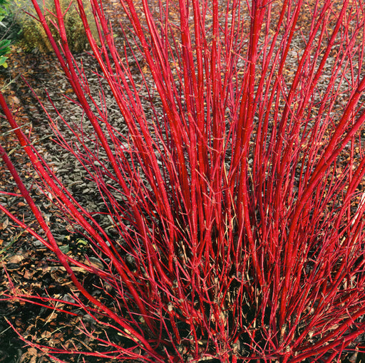 Cornus Alba Miracle Red Stemmed Dogwood (3 Litre Pot Grown Shrub) - Plants2Gardens