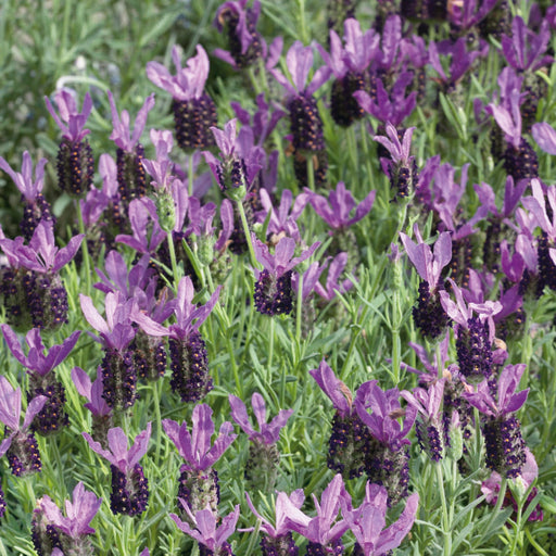 French Lavender Stoechas - Plants2Gardens