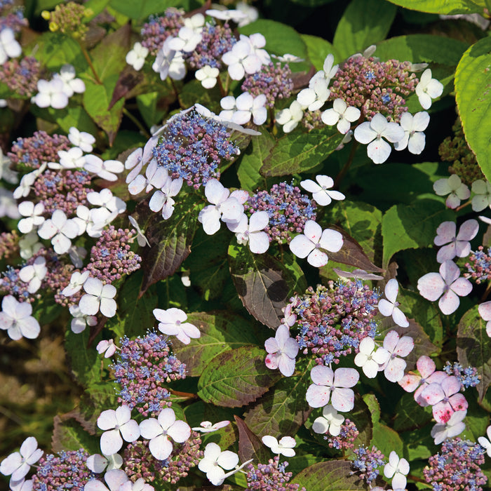 Hydrangea serrata Bluebird 3 Ltr - Plants2Gardens