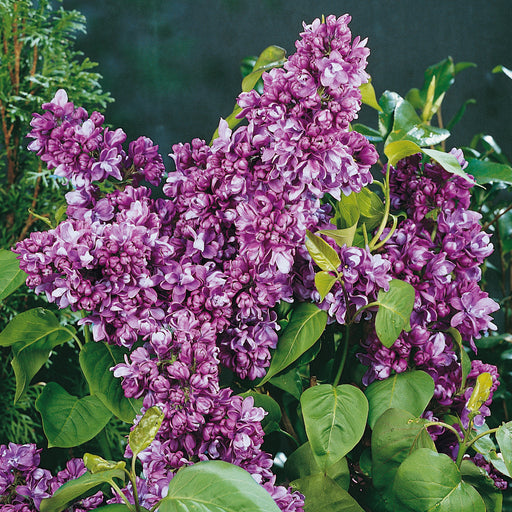 Lilac Syringa General Pershing - Plants2Gardens