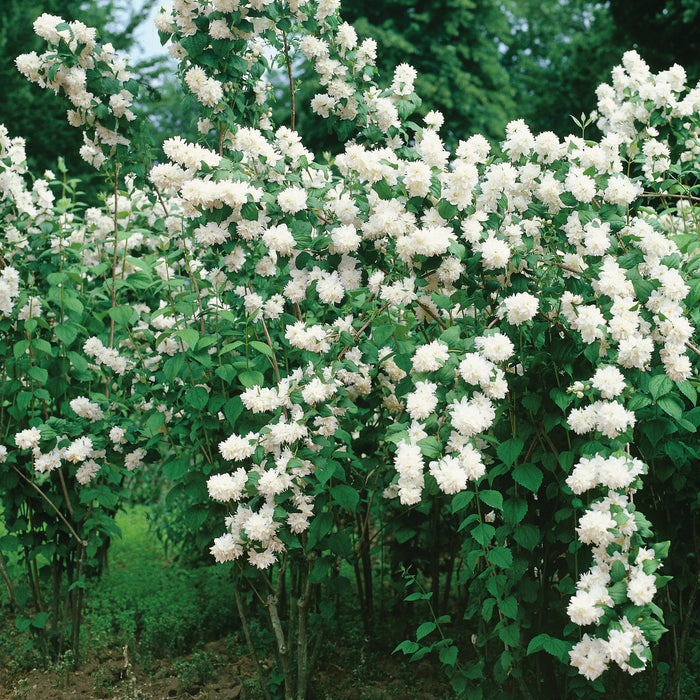 Philadelphus Snowflake 2 Ltr - Plants2Gardens