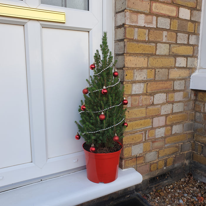Picea Conica - Christmas Tree - Plants2Gardens