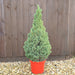 Picea and Slate Planter - Plants2Gardens