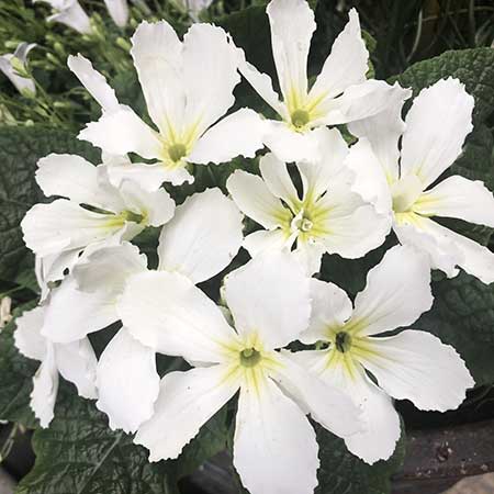 Primrose Star Fever 6 x 6cm - Dispatches from 22nd January - Plants2Gardens