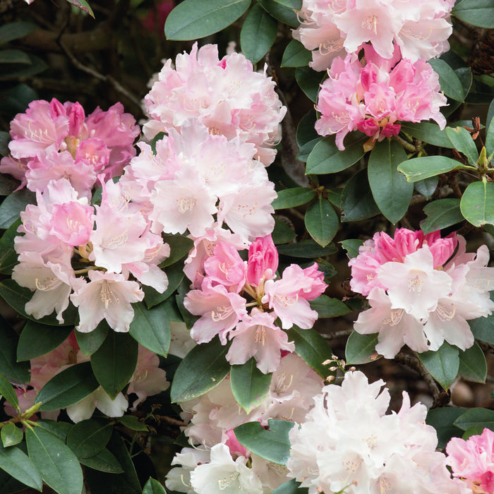 Rhododendron Dreamland 4.5ltr - Plants2Gardens