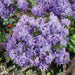 Dwarf Rhododendron Blue Diamond 4.5ltr - Plants2Gardens