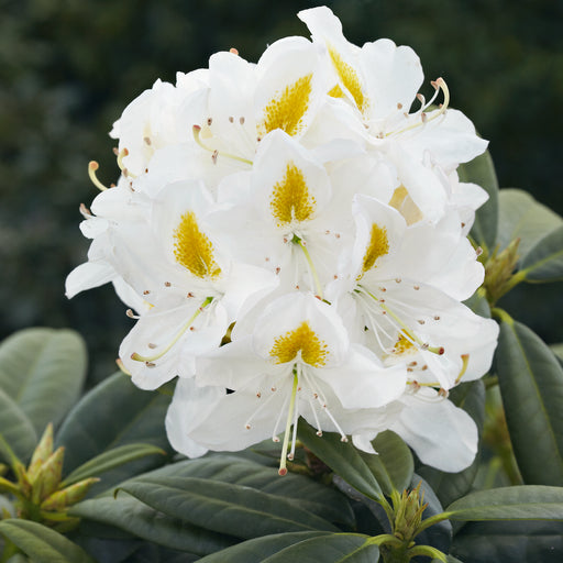 Rhododendron Madame Masson 4.5ltr - Plants2Gardens