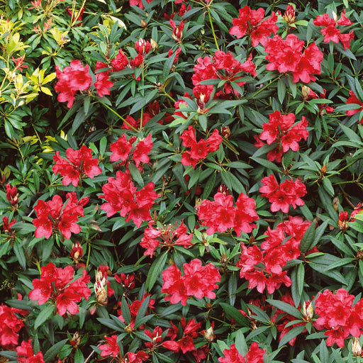 Rhododendron Nova Zembla 4.5ltr - Plants2Gardens