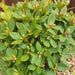 Dwarf Rhododendron Shamrock 4.5ltr - Plants2Gardens