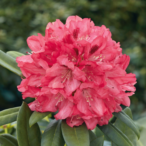 Rhododendron Sneezy 4.5ltr - Plants2Gardens