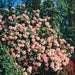 Rhododendron Virginia Richards 4.5ltr - Plants2Gardens