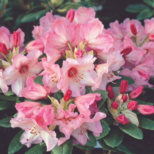 Rhododendron Virginia Richards 4.5ltr - Plants2Gardens