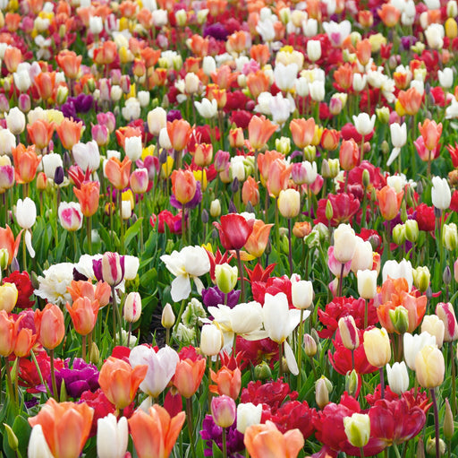 10 Mixed Tulips - Plants2Gardens