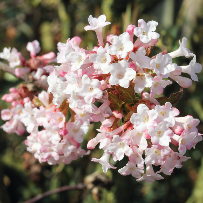 Viburnum bodnantense Dawn 3 Ltr - Plants2Gardens