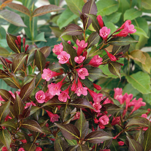 Weigela Wine and Roses - Plants2Gardens