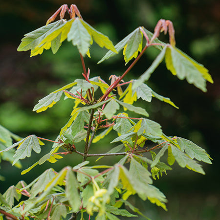 Acer Griseum - Plants2Gardens