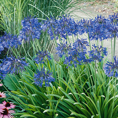Agapanthus Lapis Lazuli - Plants2Gardens