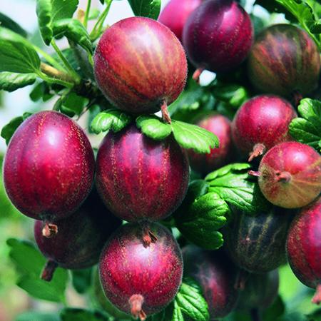 Gooseberry Hinnomaki Red Standard - Plants2Gardens