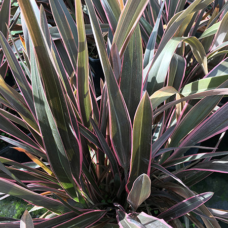 Phormium Pink Stripe 3 Ltr - Plants2Gardens